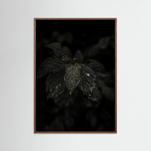 Raindrops on a Leaf