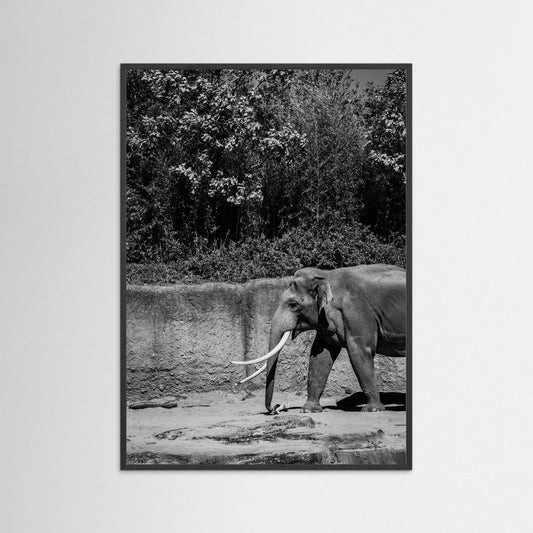 Elephant walks into the frame in black & white