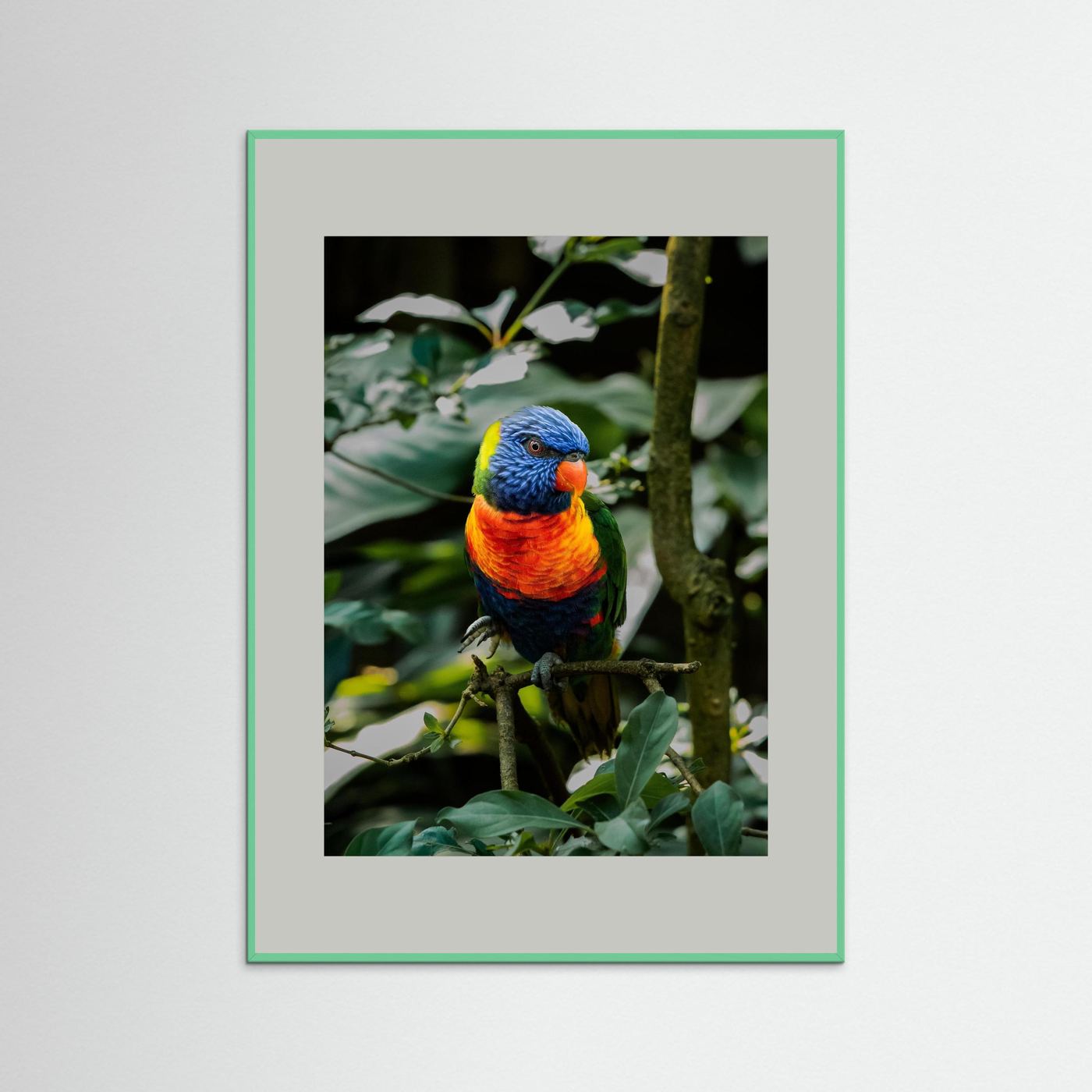 Rainbow Colored Parakeet in his natural habitat