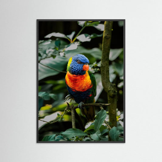 Rainbow Colored Parakeet in his natural habitat