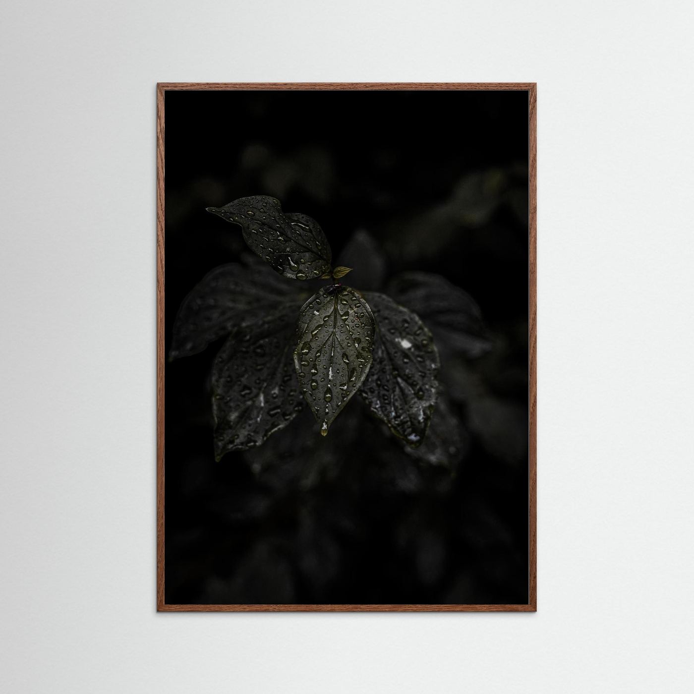 Raindrops on a Leaf