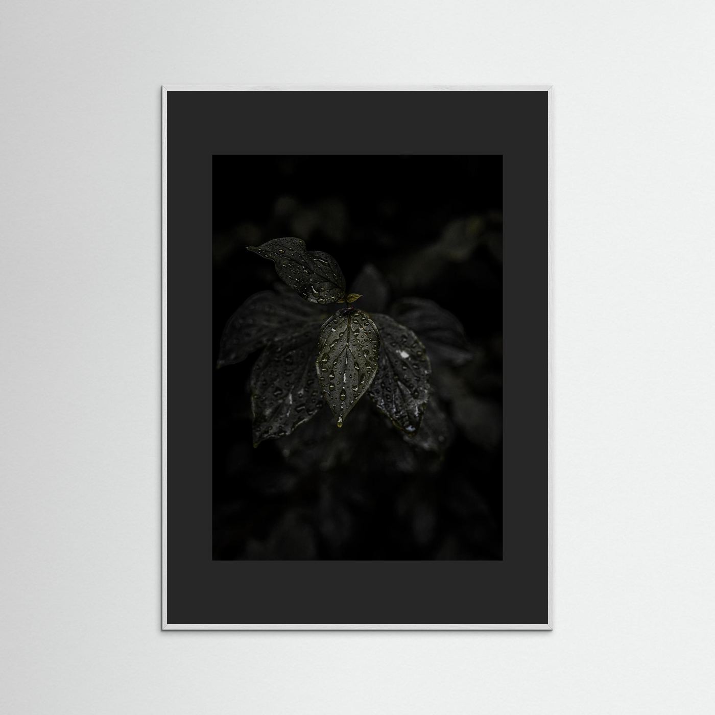 Raindrops on a Leaf
