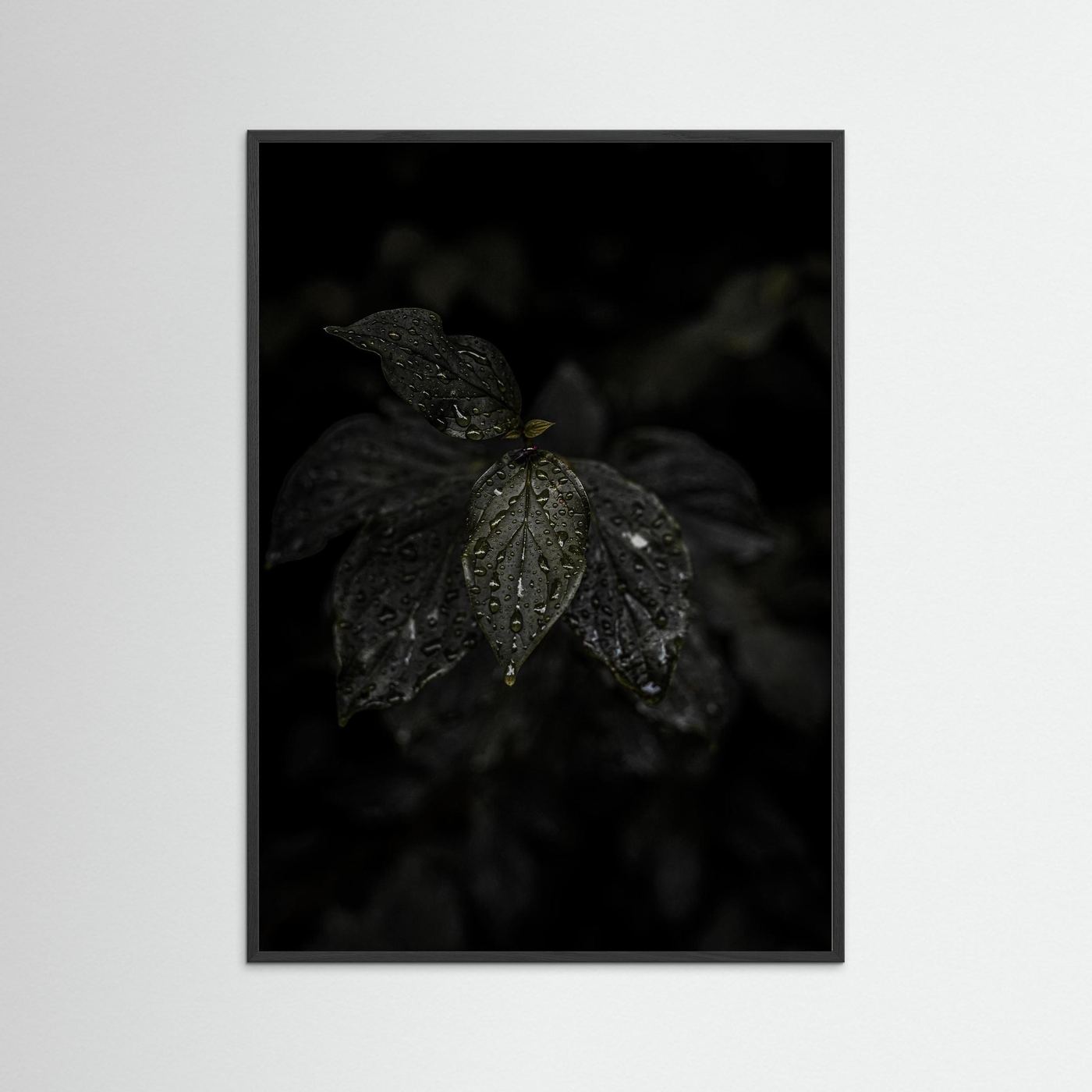 Raindrops on a Leaf