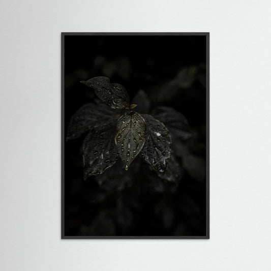 Raindrops on a Leaf
