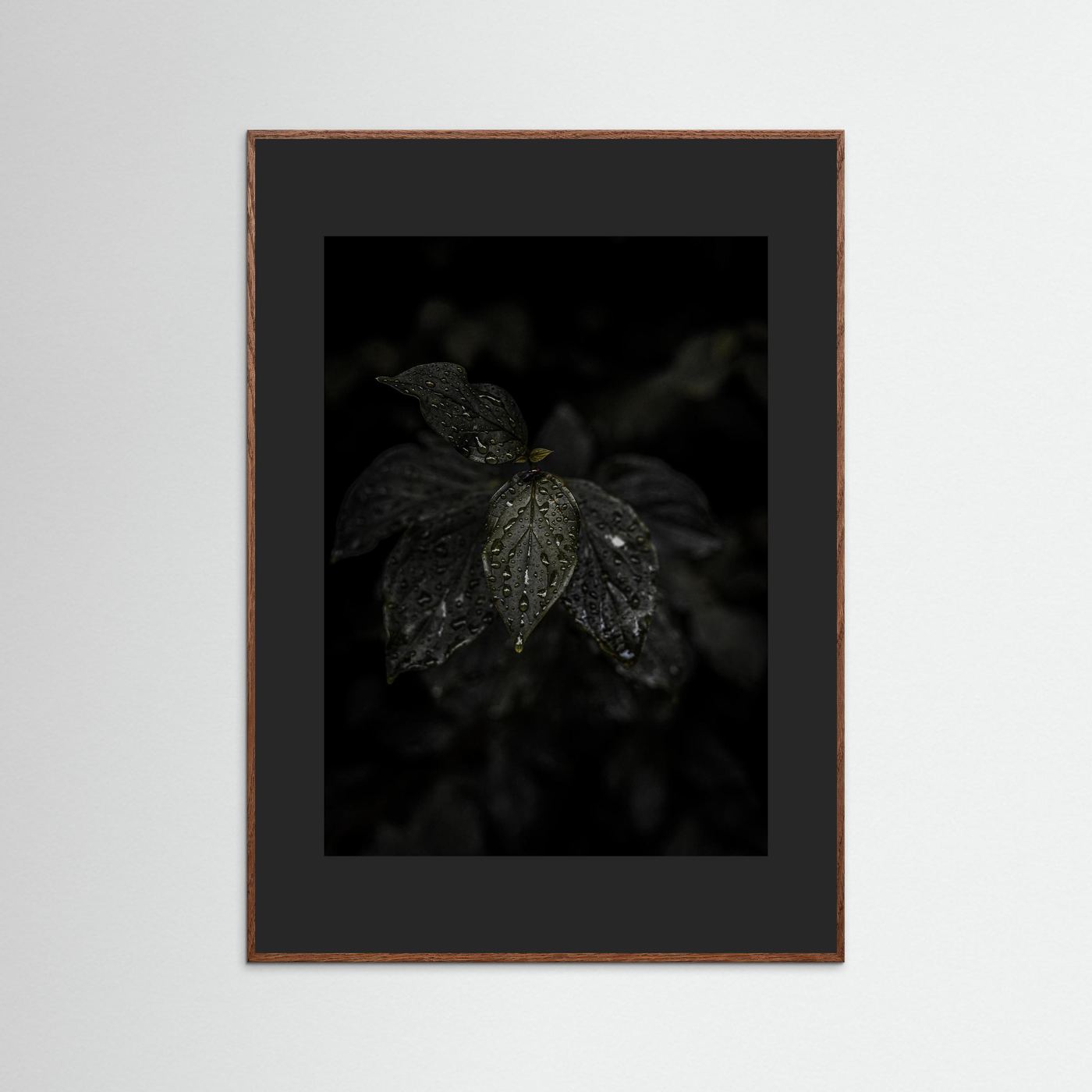 Raindrops on a Leaf