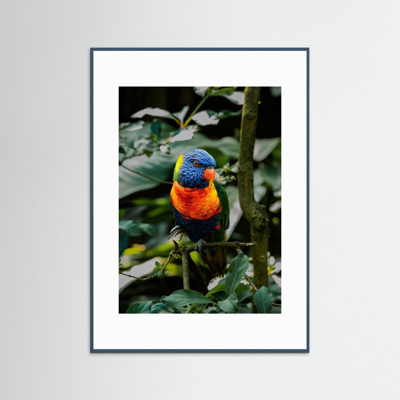 Rainbow Colored Parakeet in his natural habitat