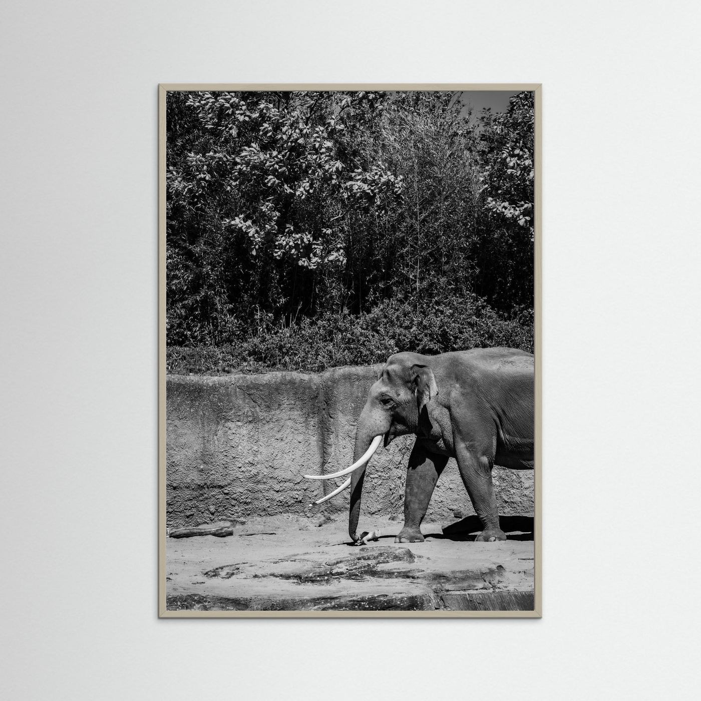 Elephant walks into the frame in black & white