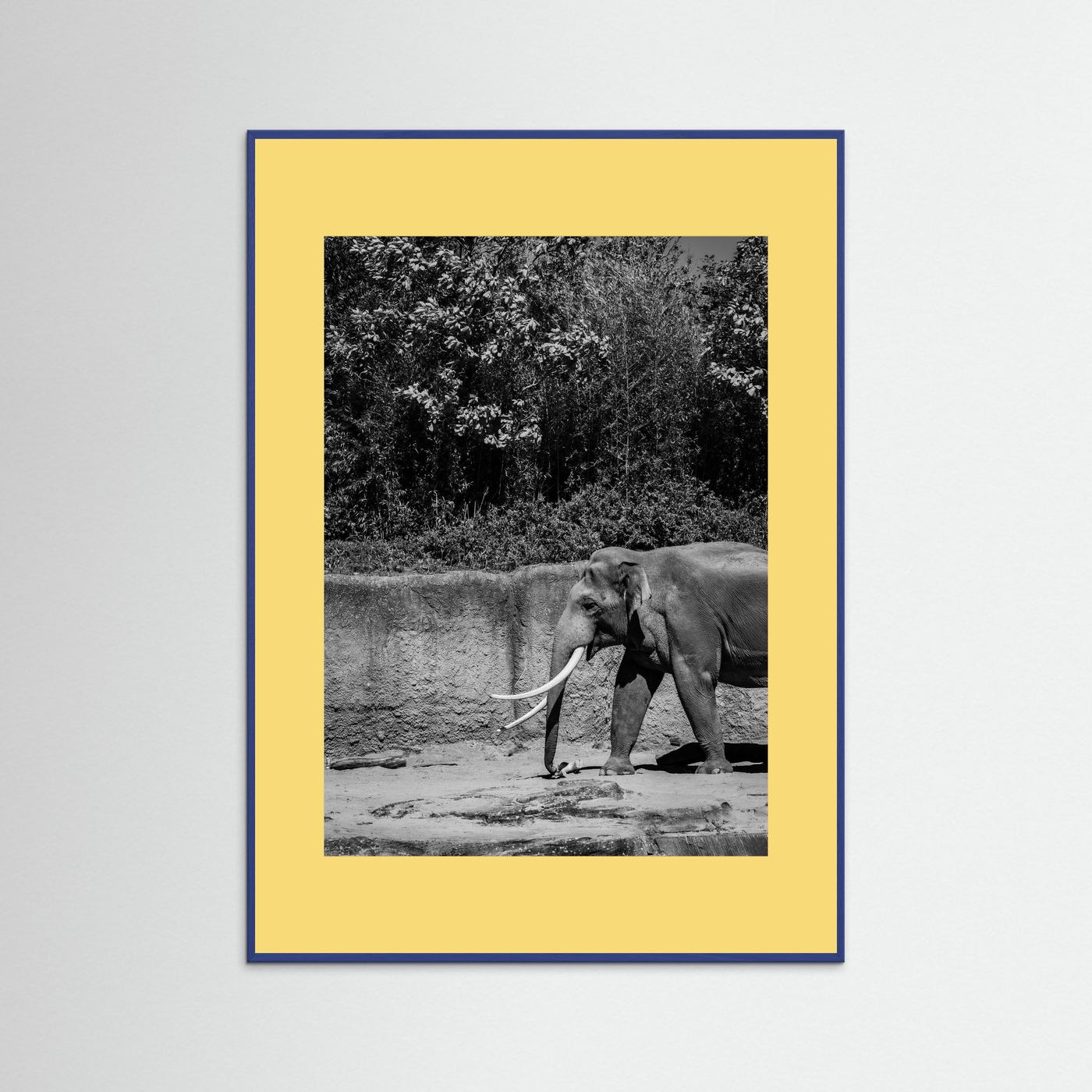 Elephant walks into the frame in black & white