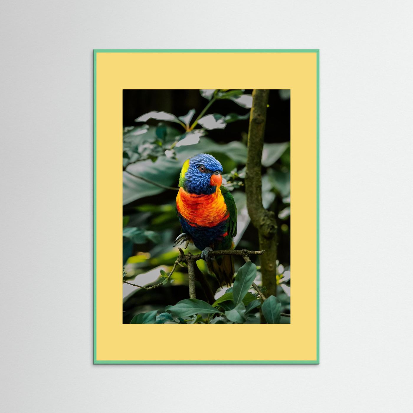 Rainbow Colored Parakeet in his natural habitat
