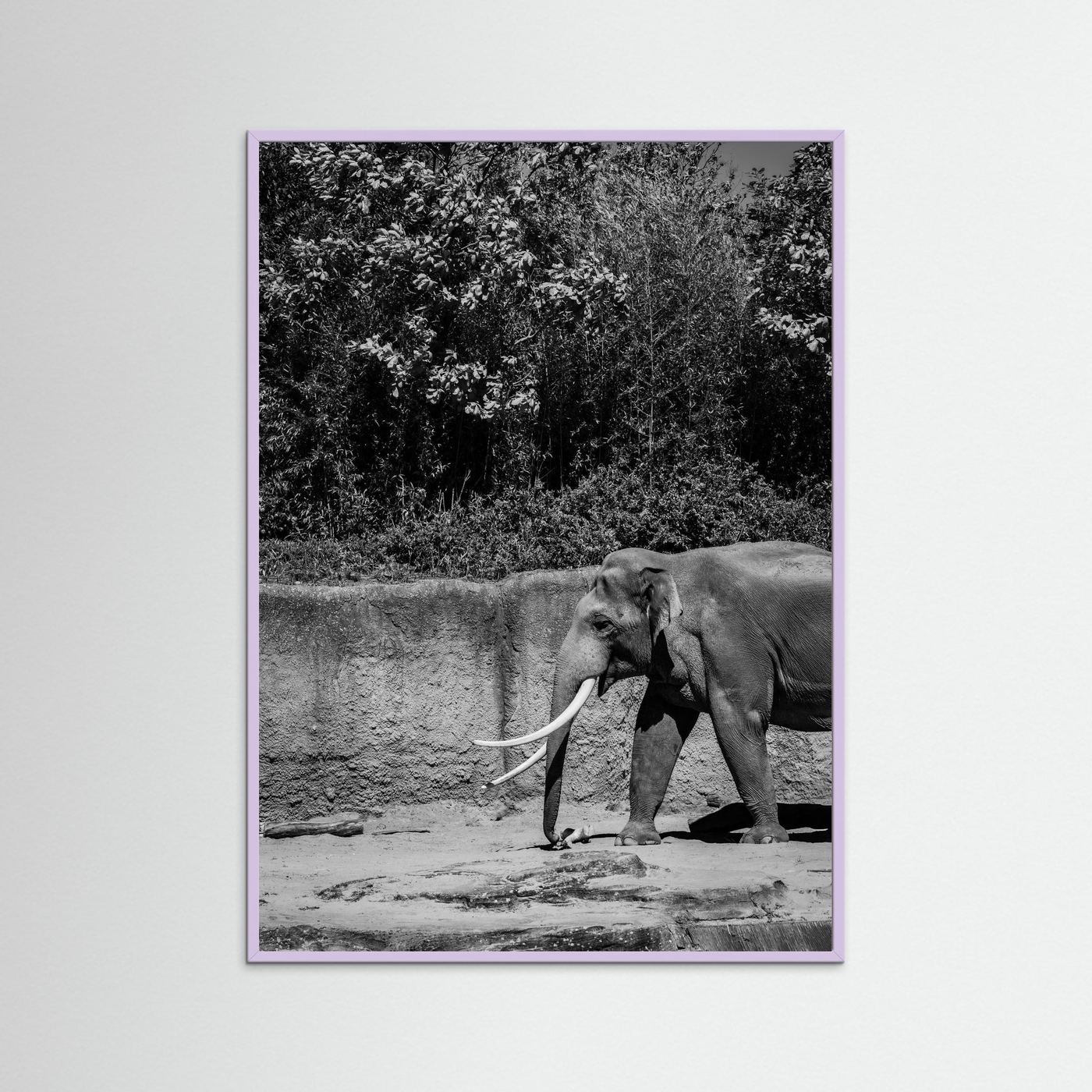 Elephant walks into the frame in black & white