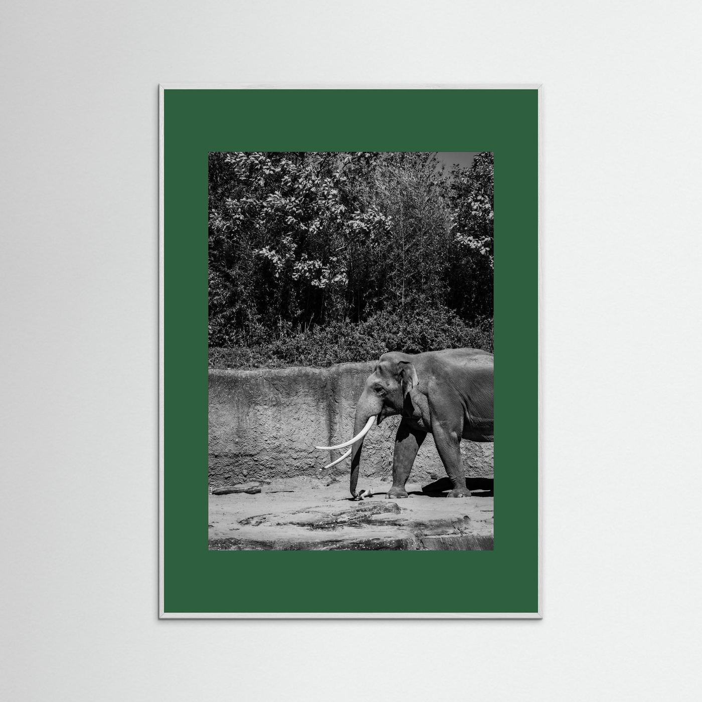 Elephant walks into the frame in black & white