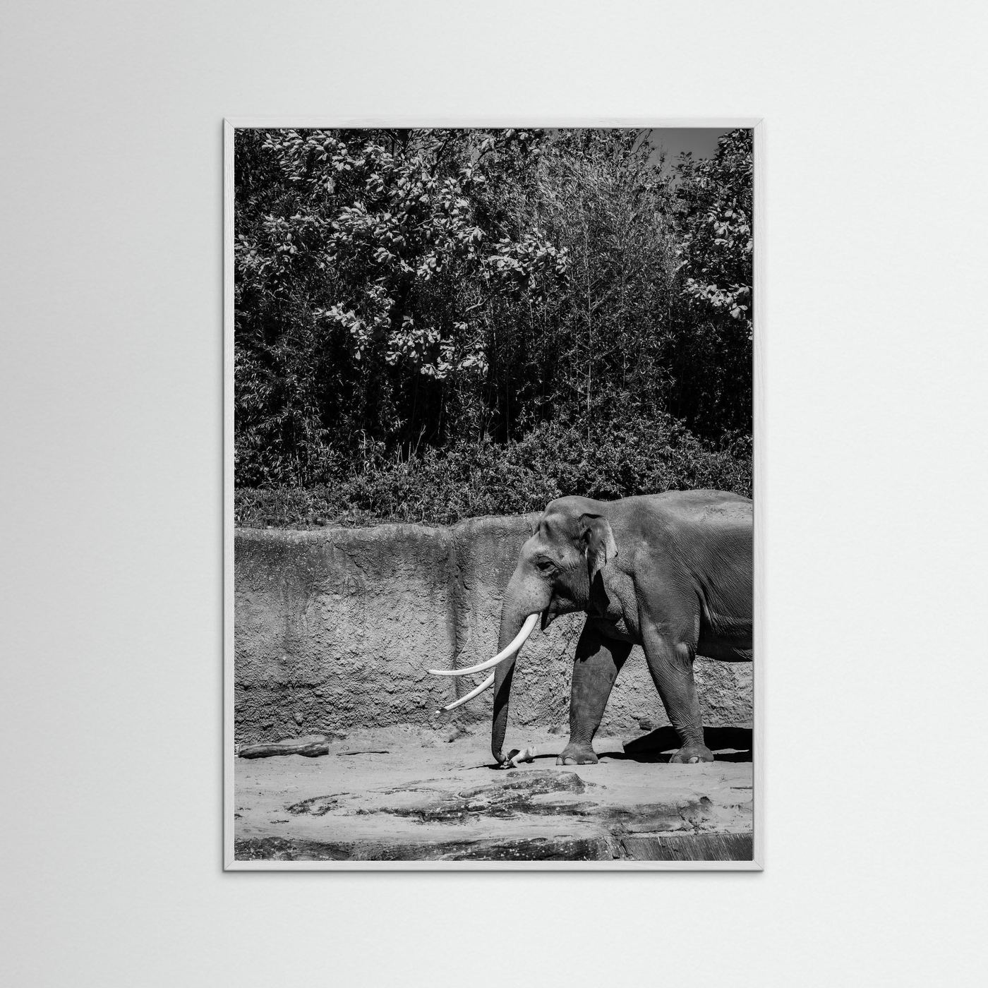 Elephant walks into the frame in black & white