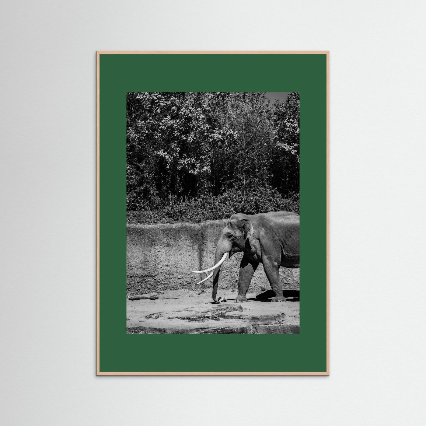 Elephant walks into the frame in black & white