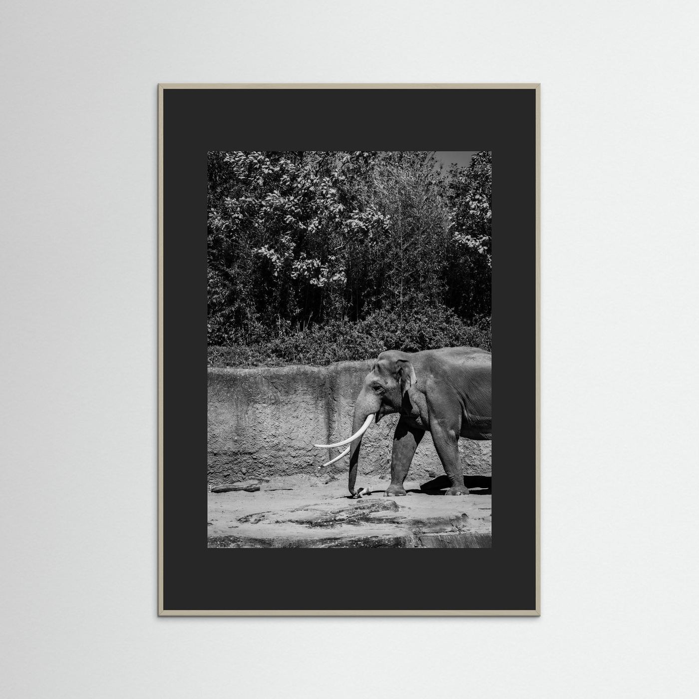 Elephant walks into the frame in black & white