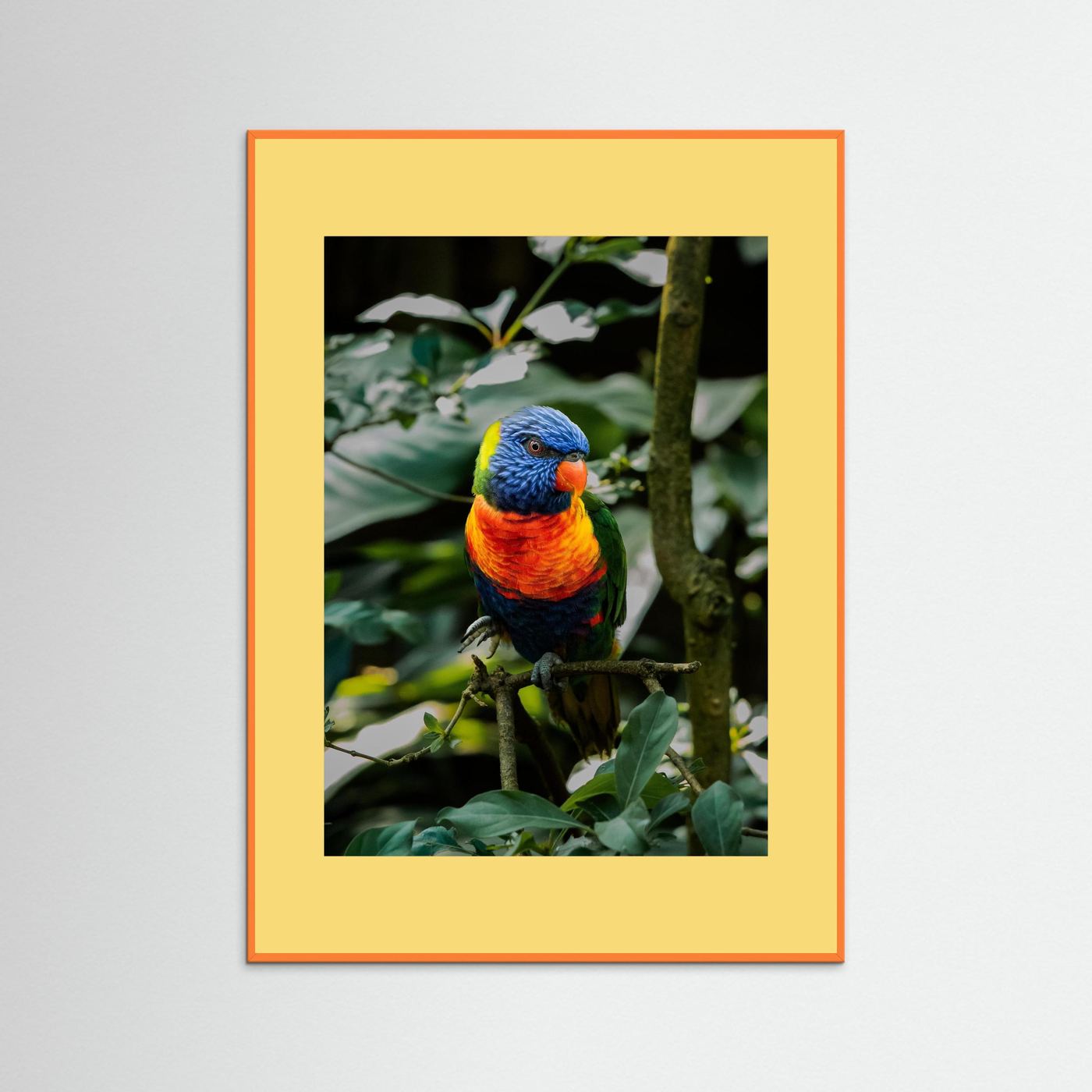 Rainbow Colored Parakeet in his natural habitat
