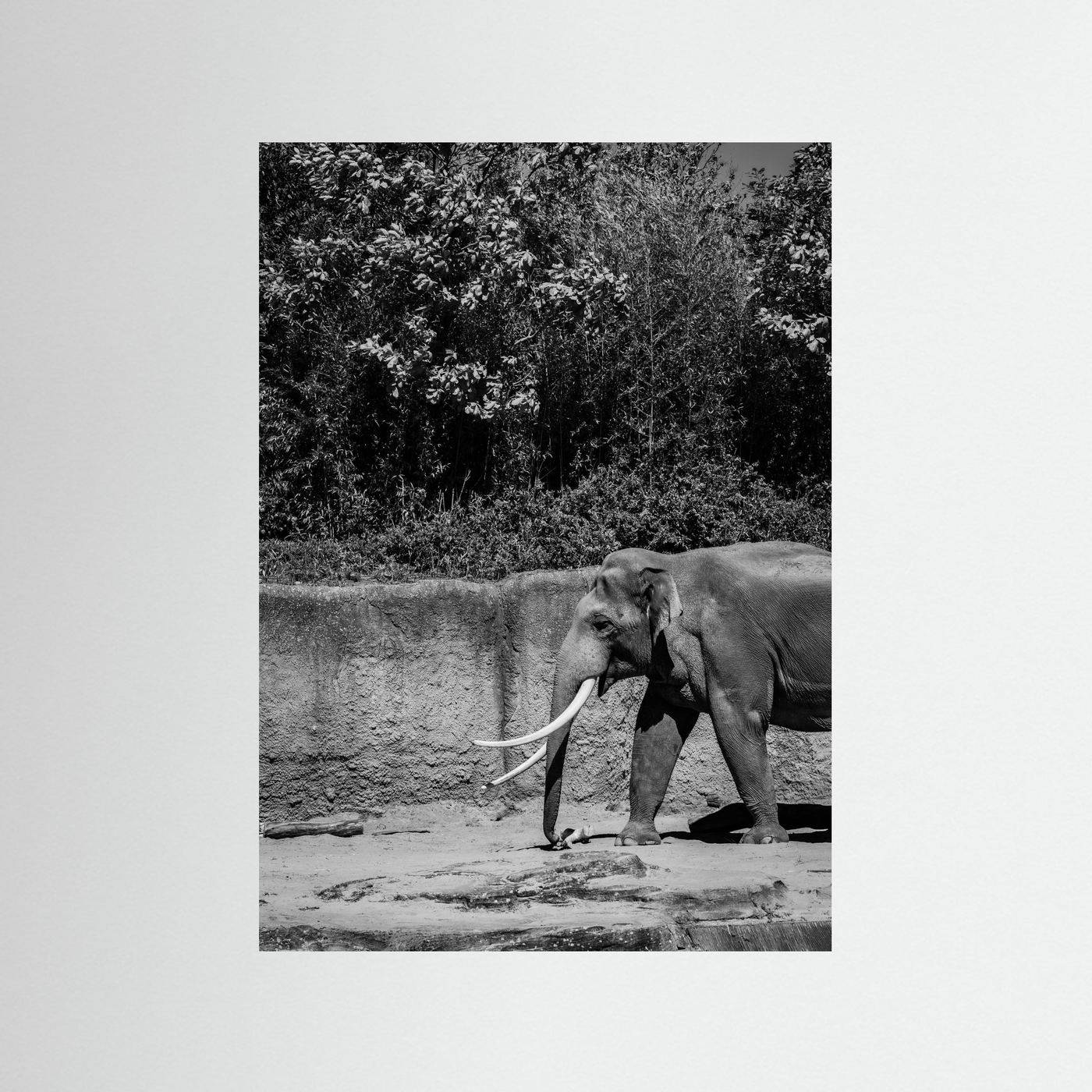 Elephant walks into the frame in black & white