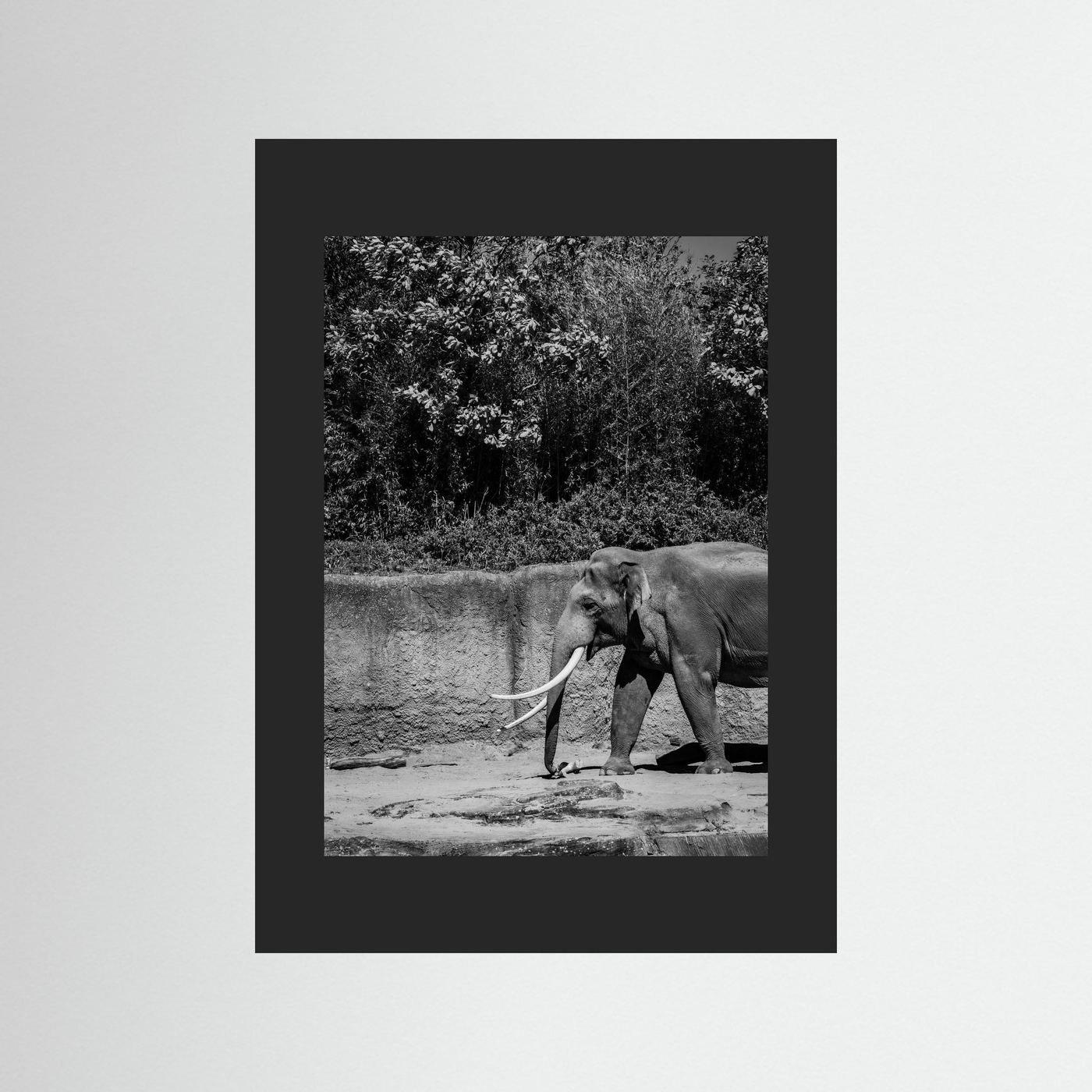 Elephant walks into the frame in black & white
