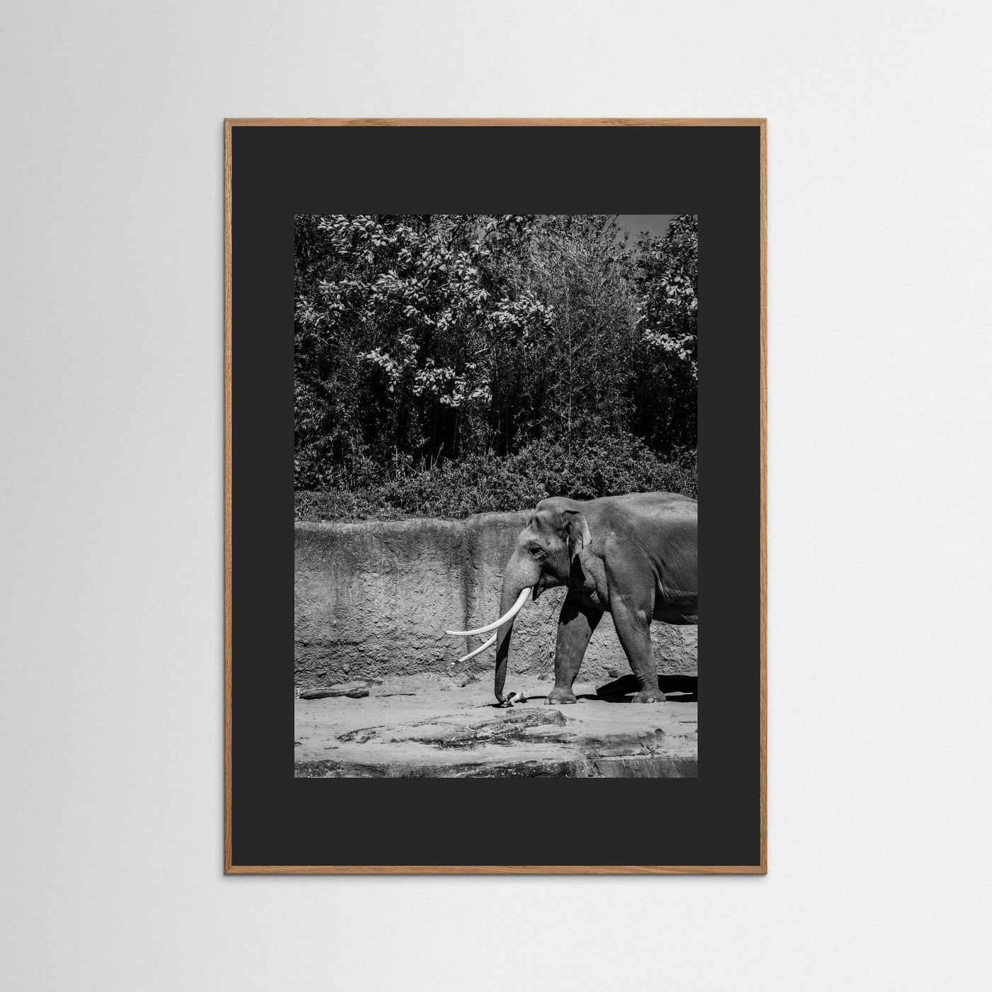 Elephant walks into the frame in black & white