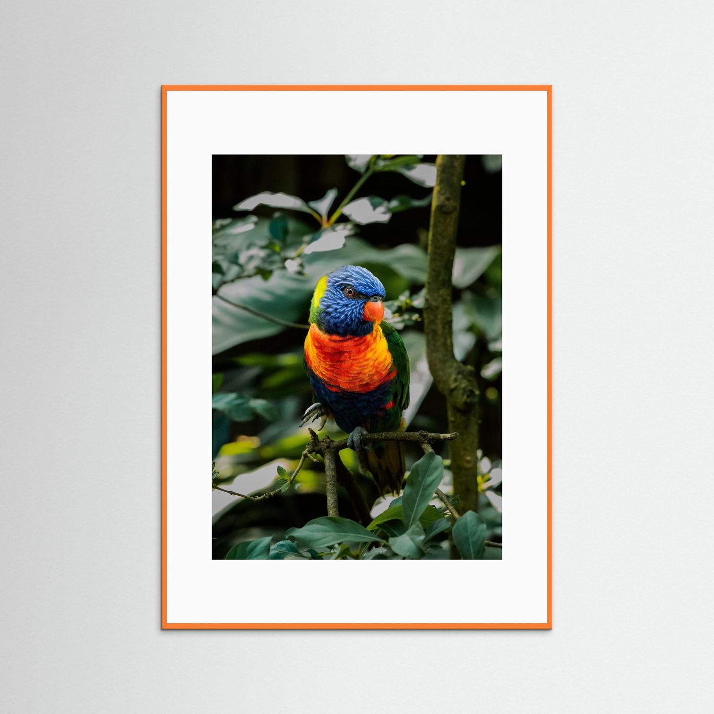 Rainbow Colored Parakeet in his natural habitat