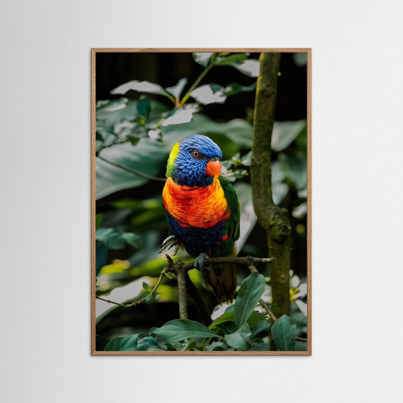 Rainbow Colored Parakeet in his natural habitat