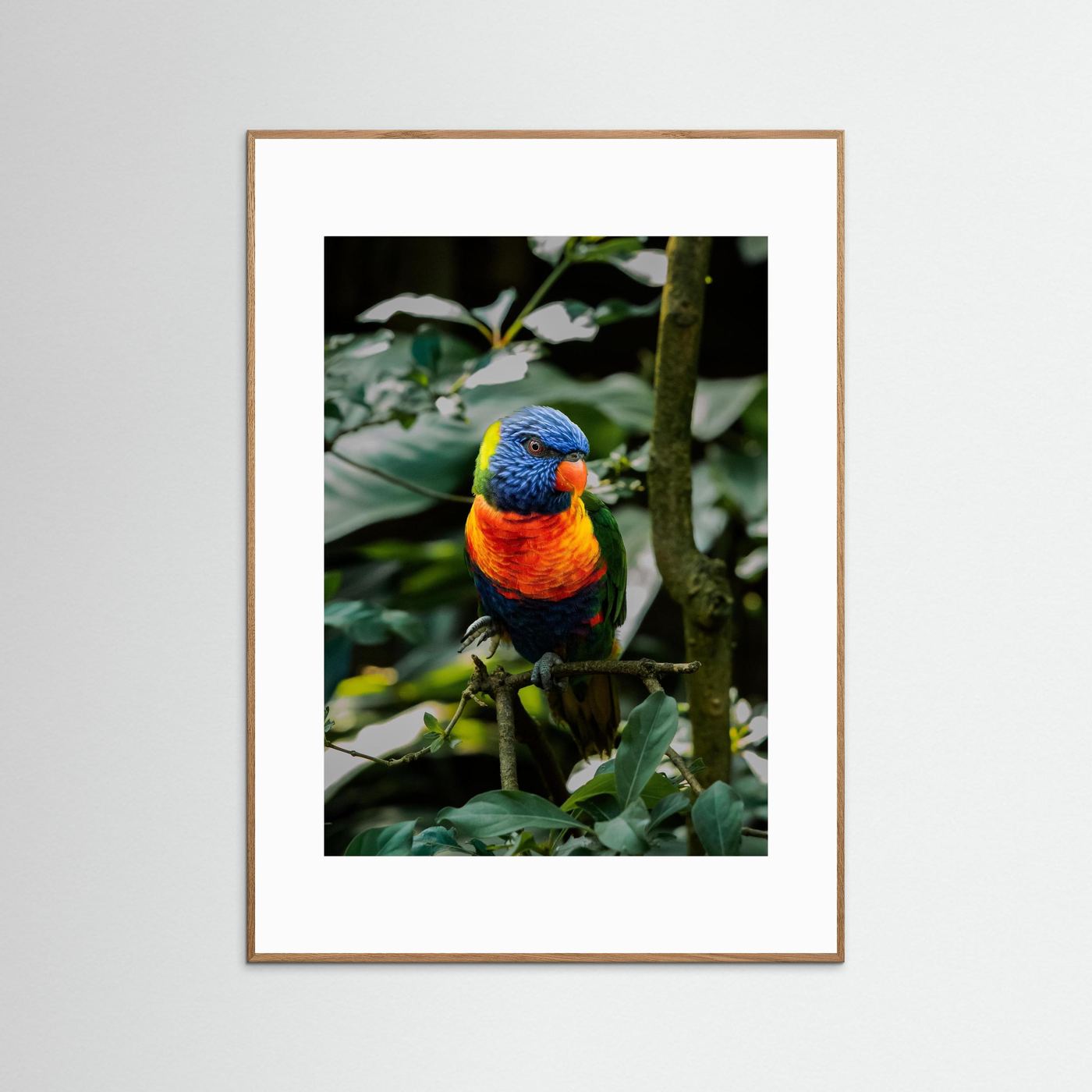 Rainbow Colored Parakeet in his natural habitat