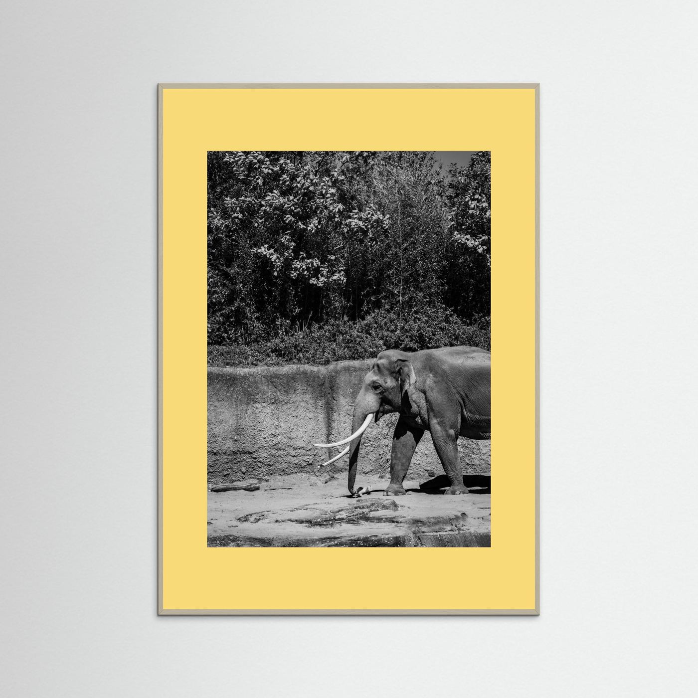 Elephant walks into the frame in black & white