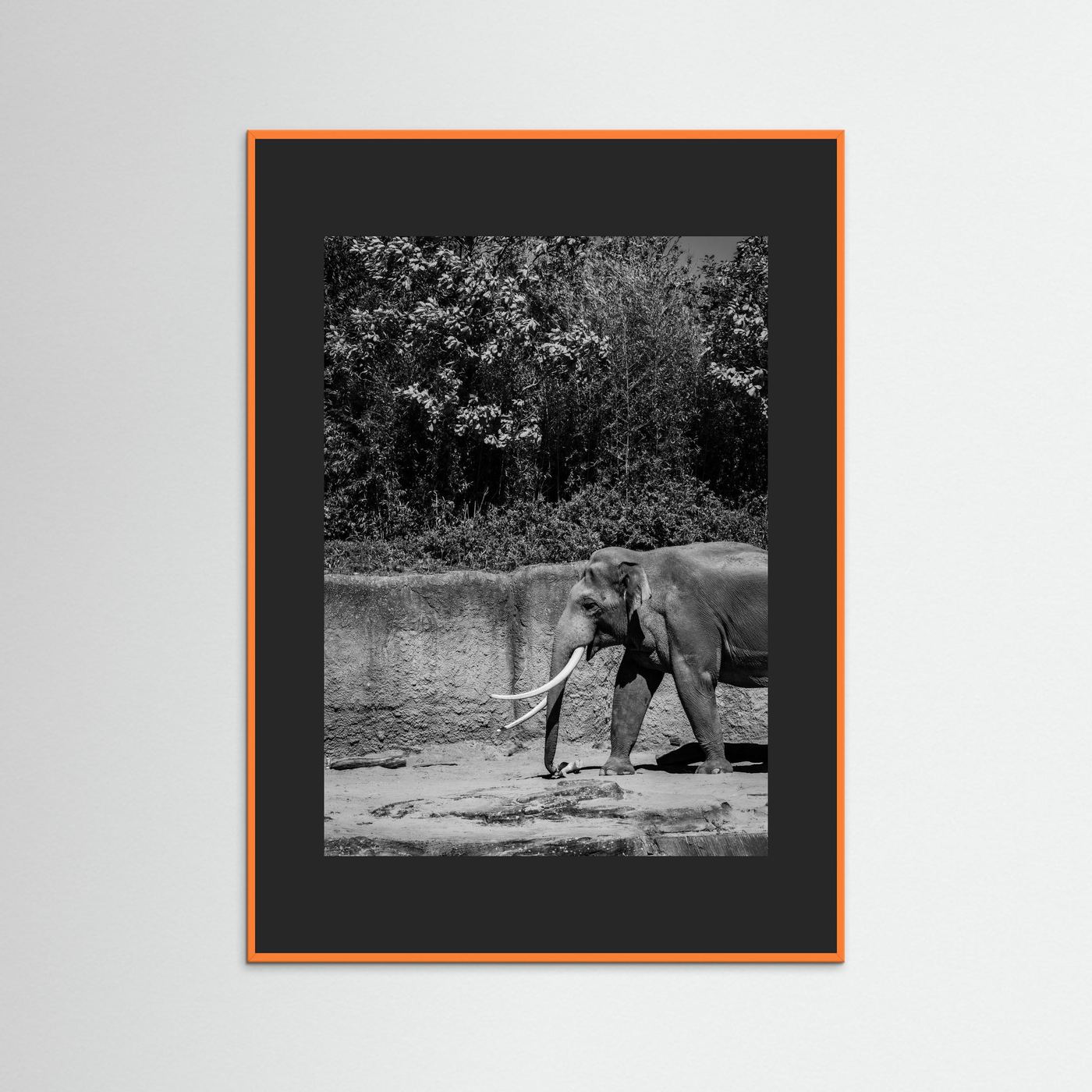 Elephant walks into the frame in black & white