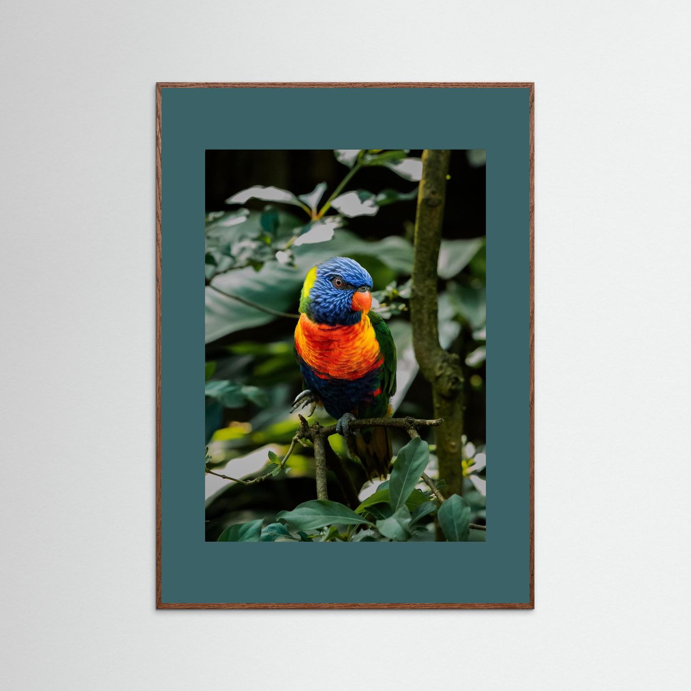 Rainbow Colored Parakeet in his natural habitat
