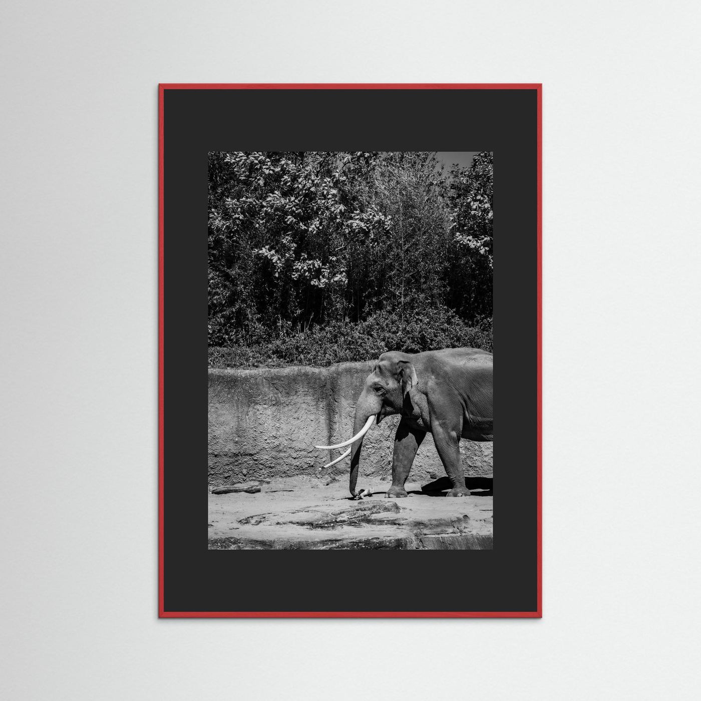 Elephant walks into the frame in black & white