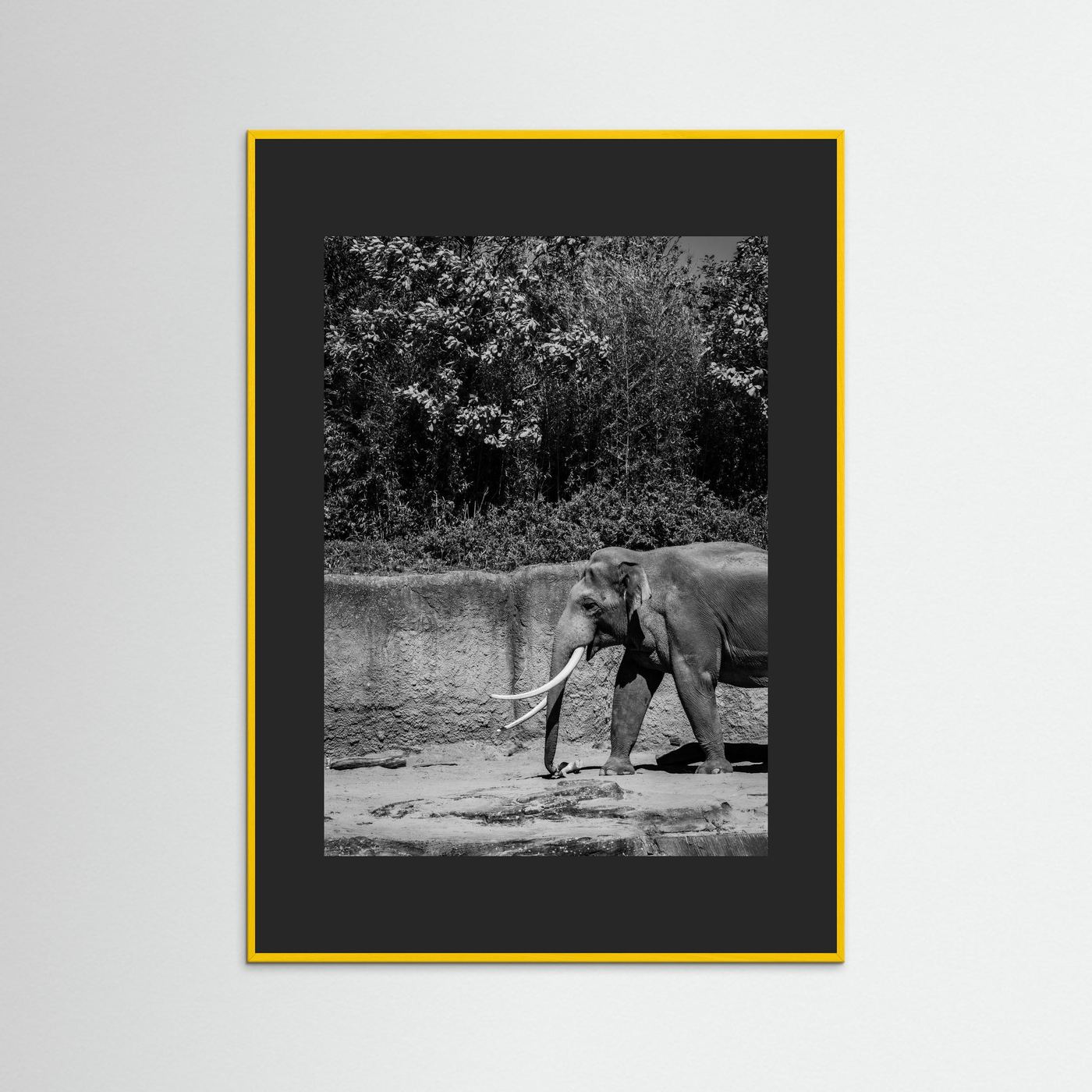Elephant walks into the frame in black & white