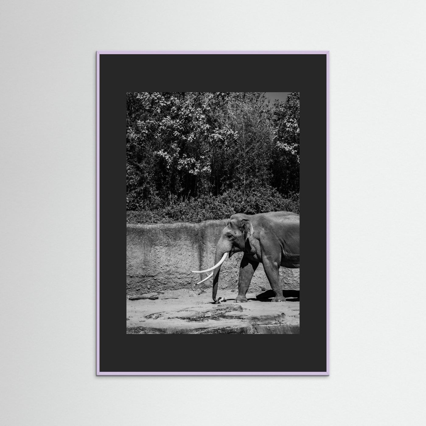 Elephant walks into the frame in black & white