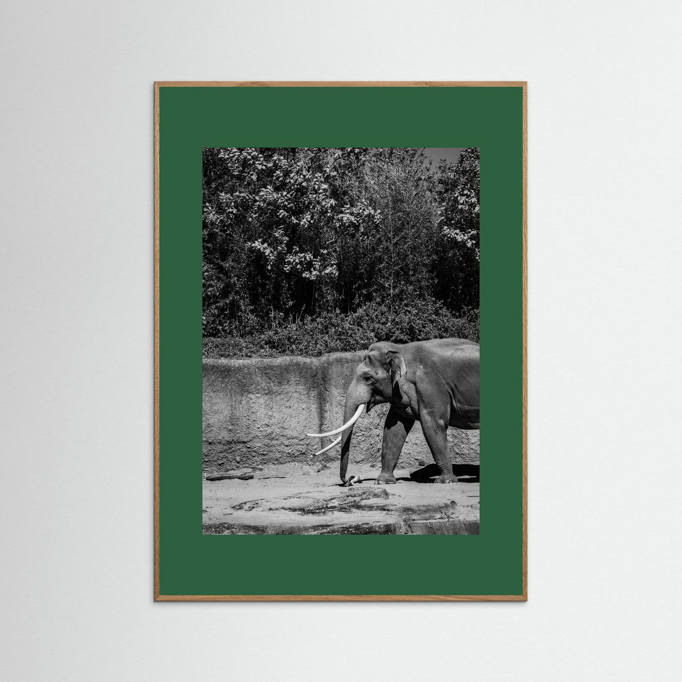 Elephant walks into the frame in black & white