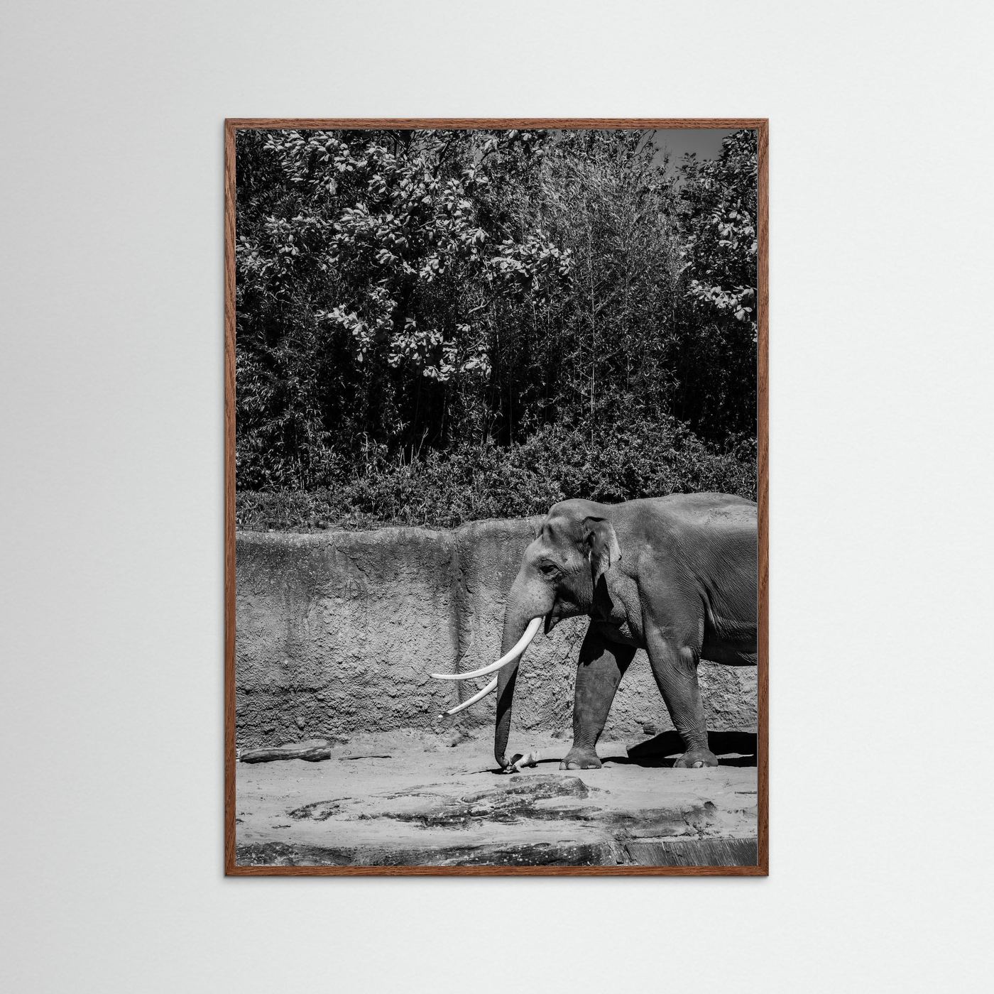 Elephant walks into the frame in black & white