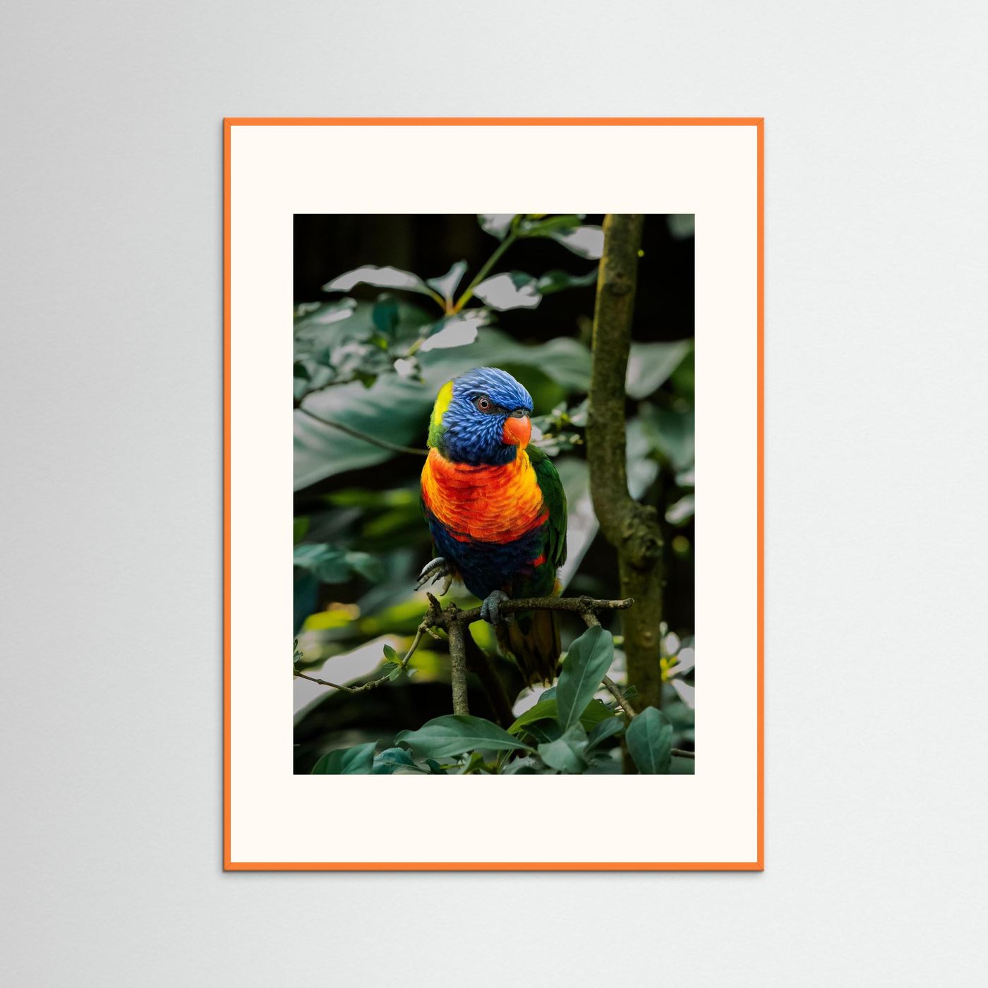 Rainbow Colored Parakeet in his natural habitat