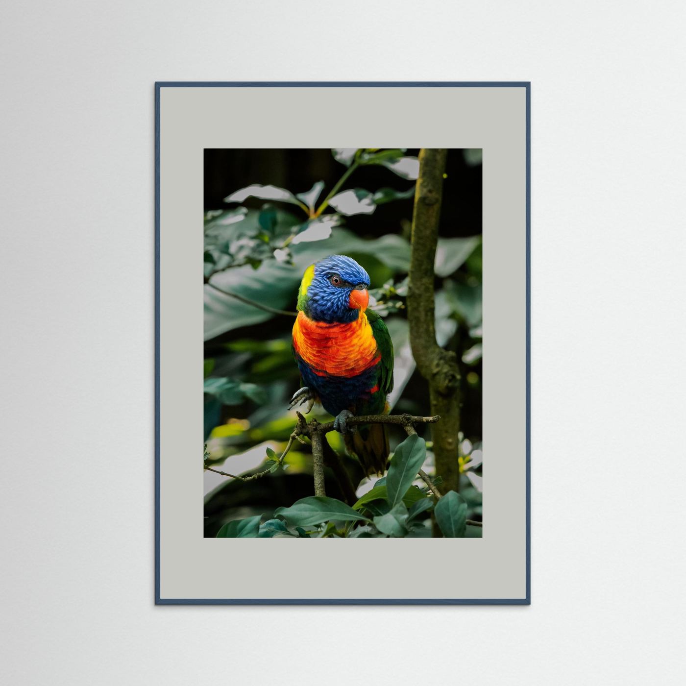 Rainbow Colored Parakeet in his natural habitat