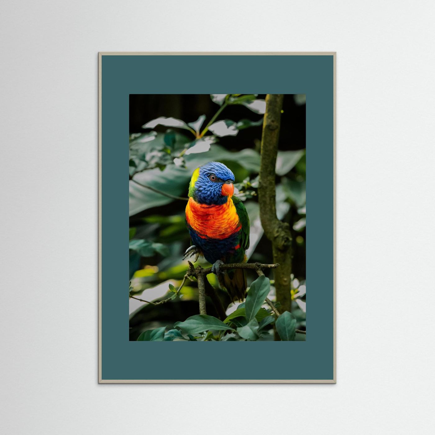 Rainbow Colored Parakeet in his natural habitat