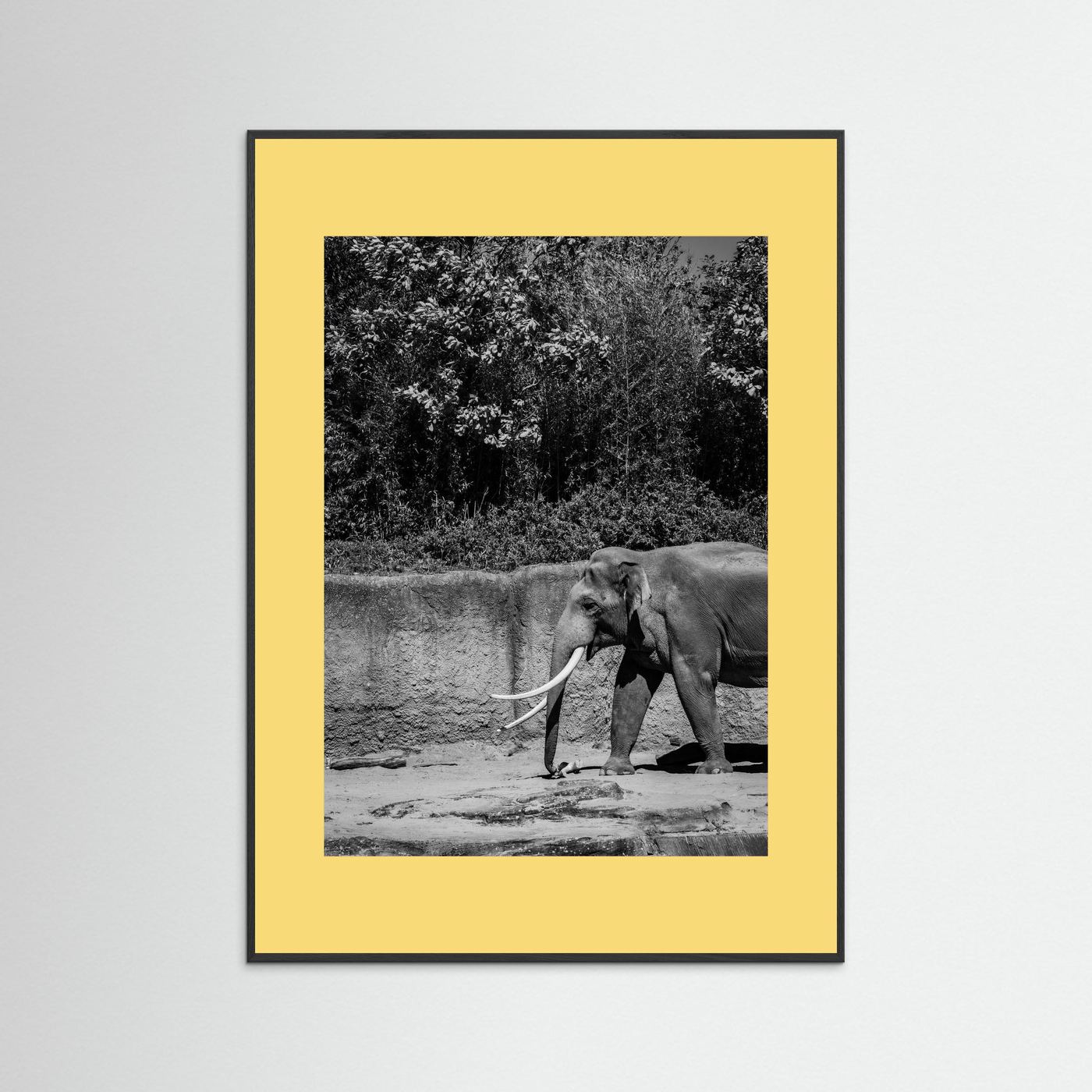 Elephant walks into the frame in black & white