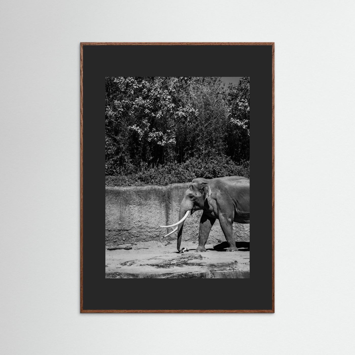 Elephant walks into the frame in black & white