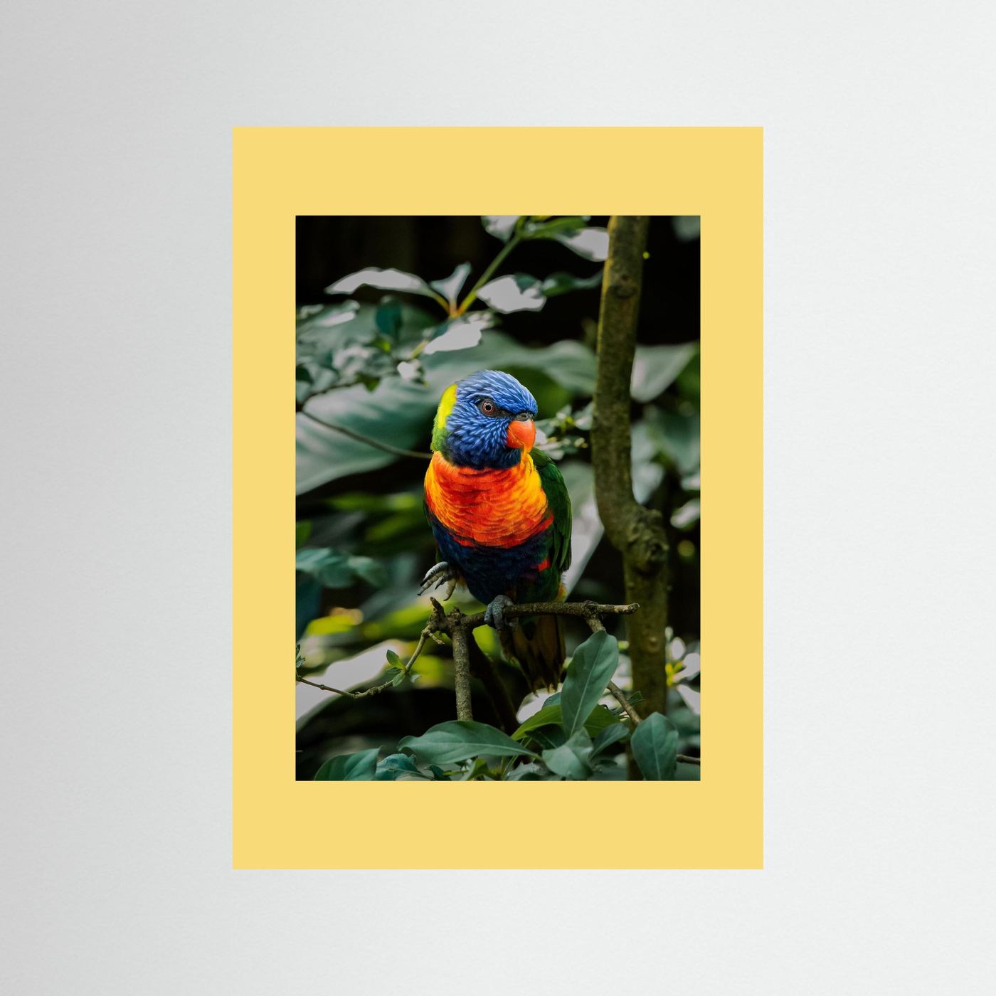 Rainbow Colored Parakeet in his natural habitat