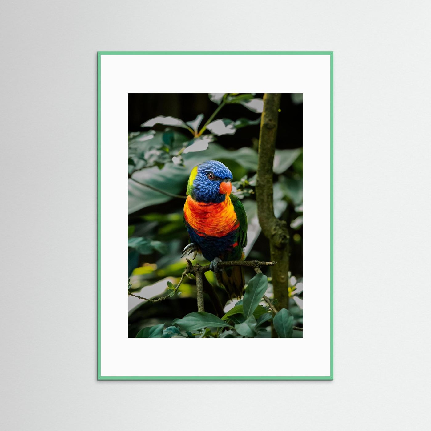 Rainbow Colored Parakeet in his natural habitat