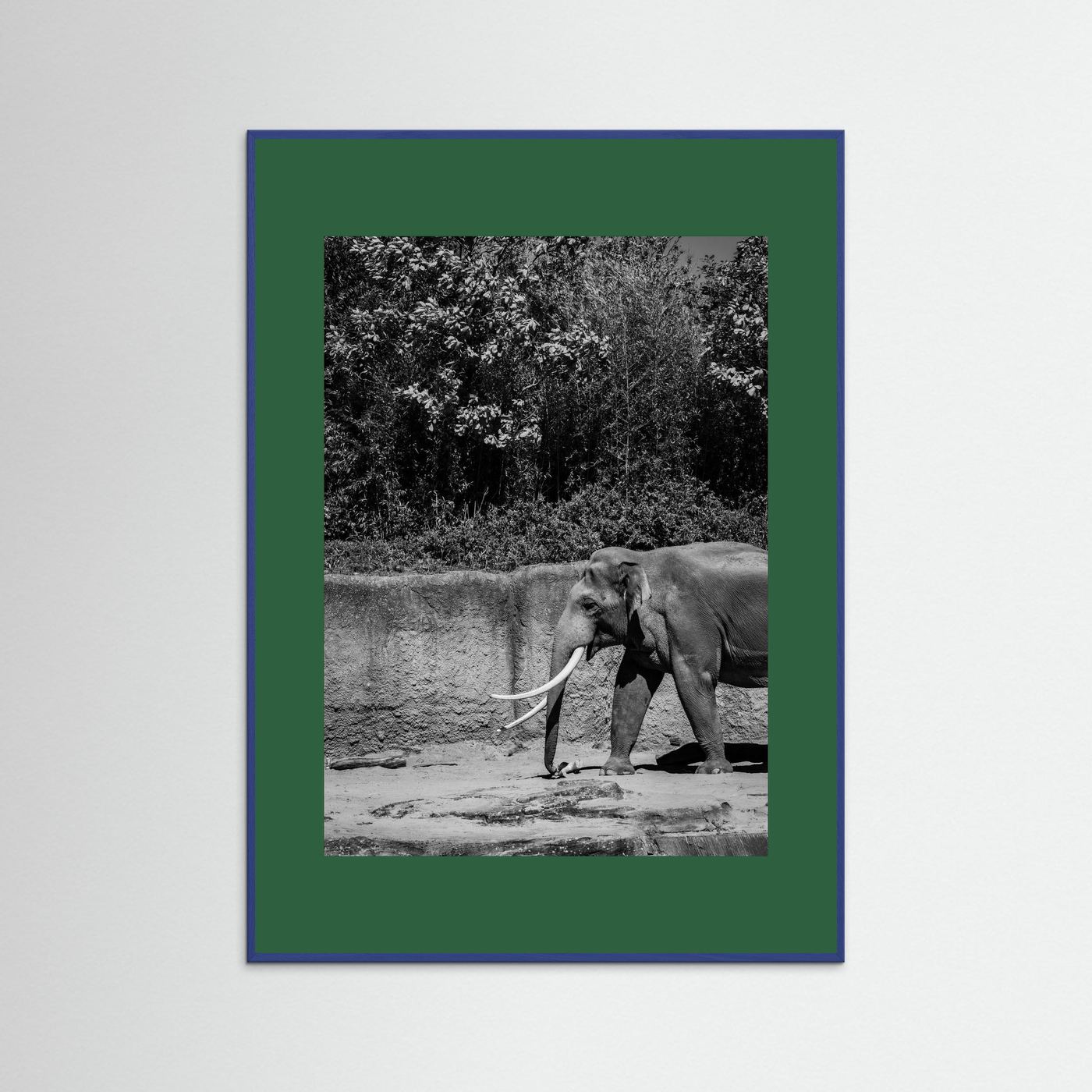 Elephant walks into the frame in black & white