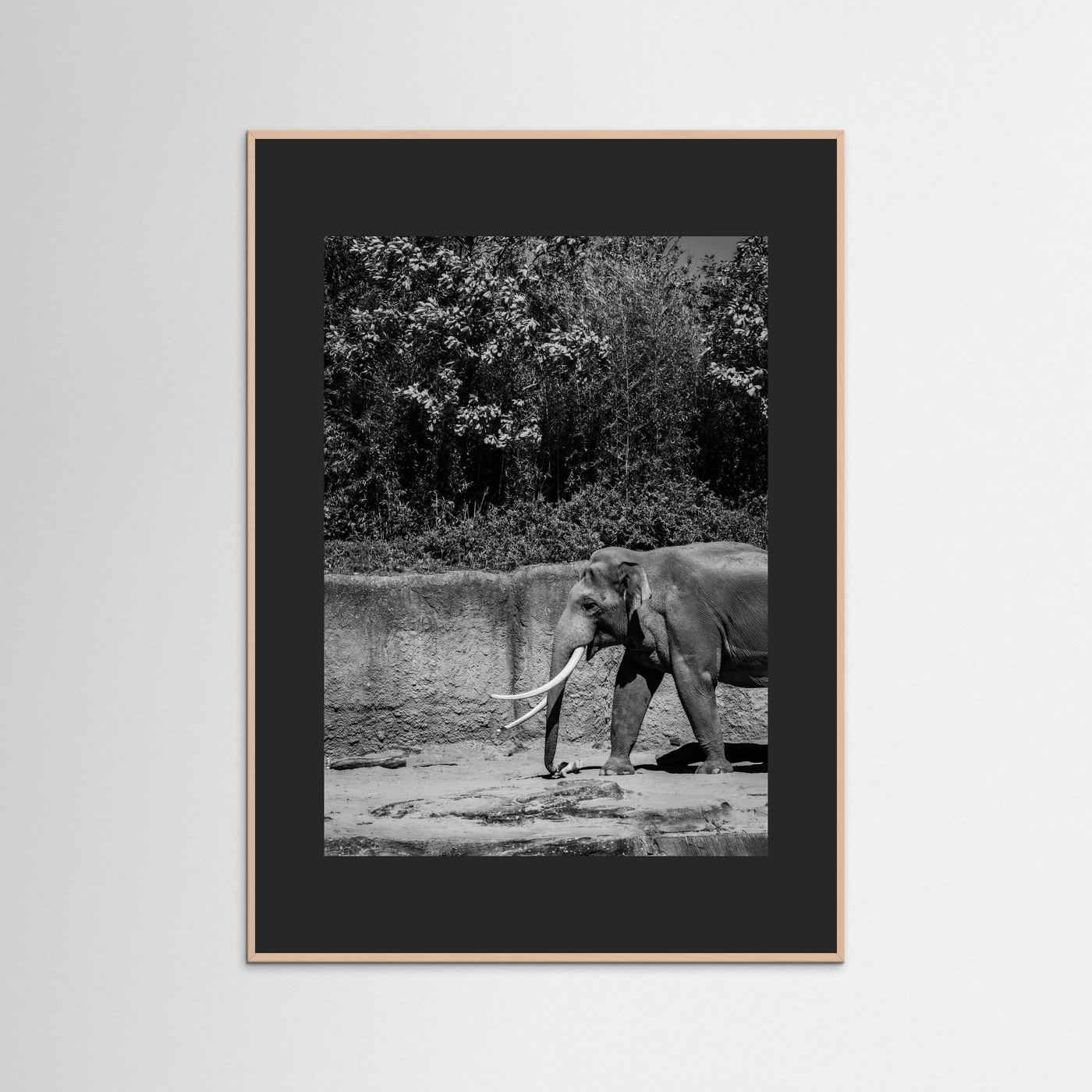 Elephant walks into the frame in black & white