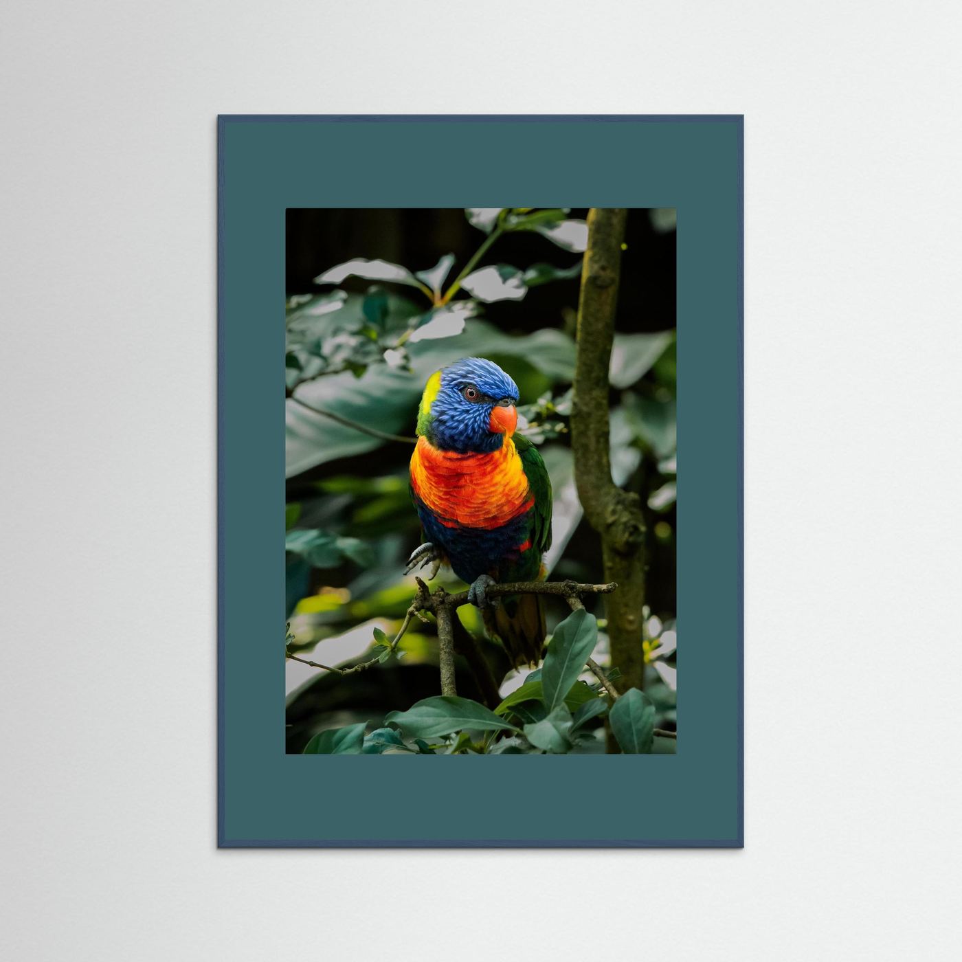 Rainbow Colored Parakeet in his natural habitat
