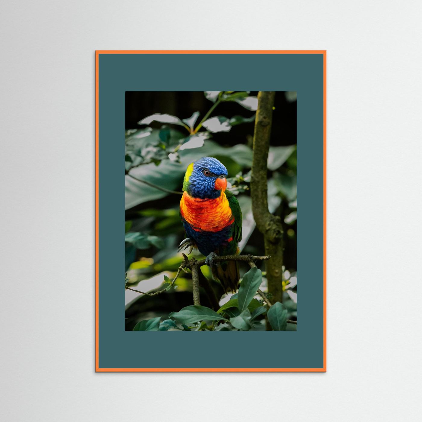 Rainbow Colored Parakeet in his natural habitat
