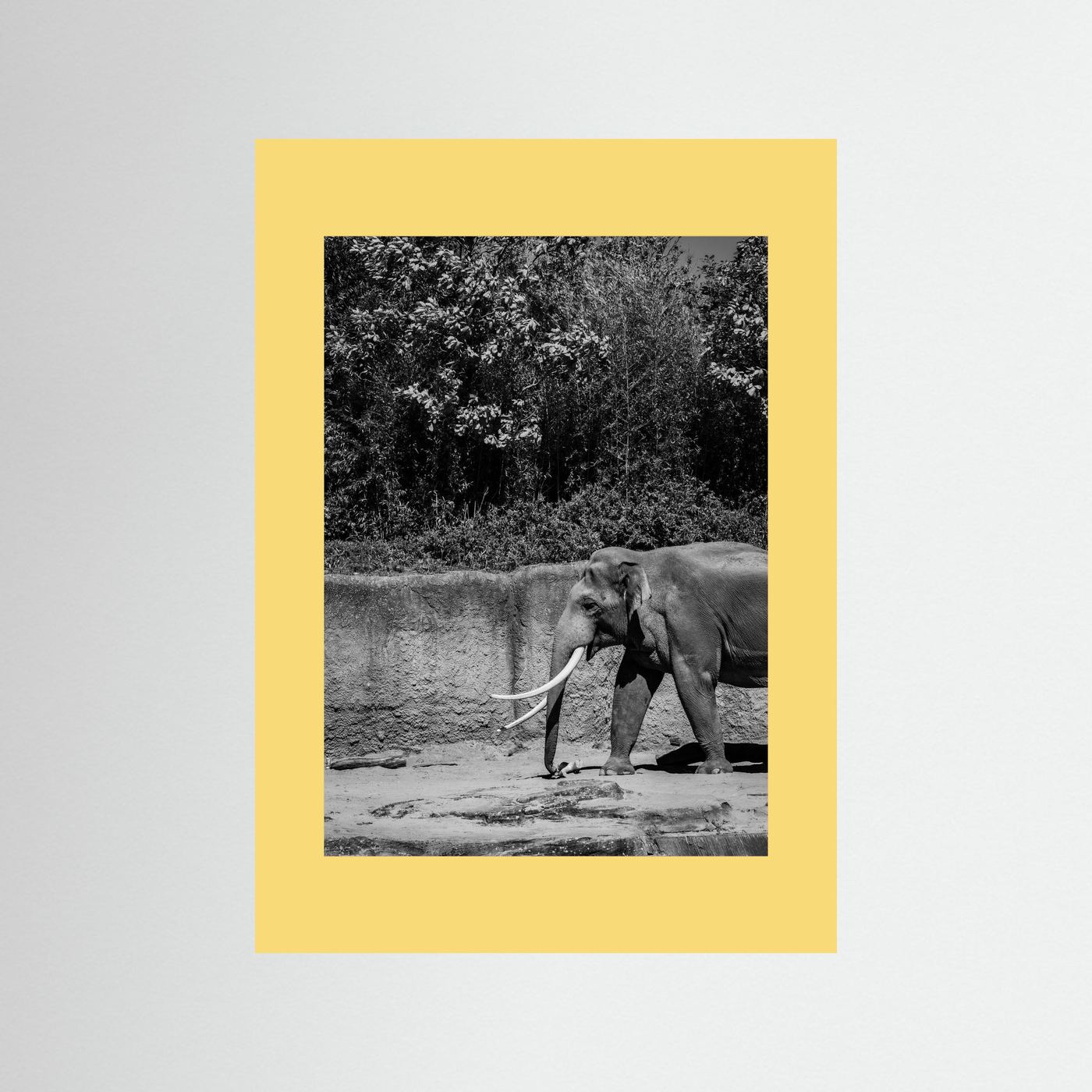Elephant walks into the frame in black & white