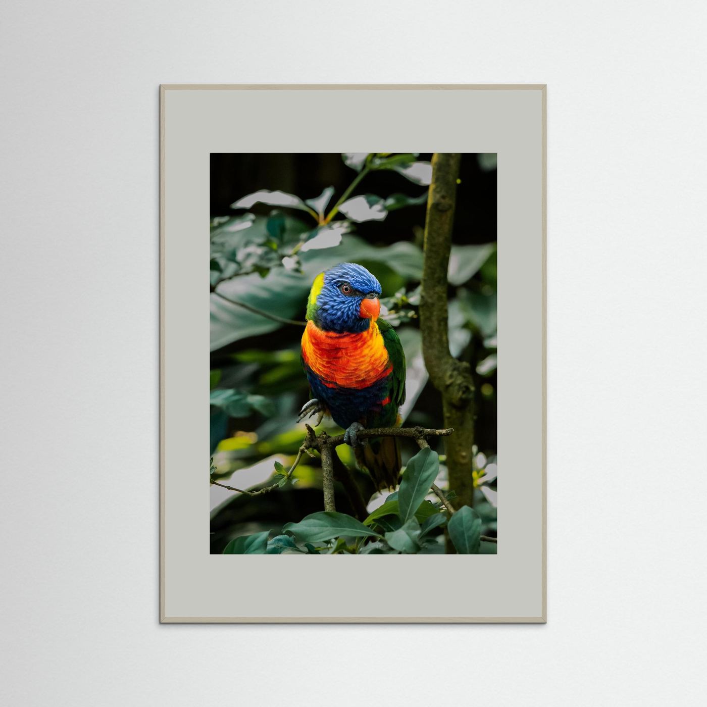 Rainbow Colored Parakeet in his natural habitat