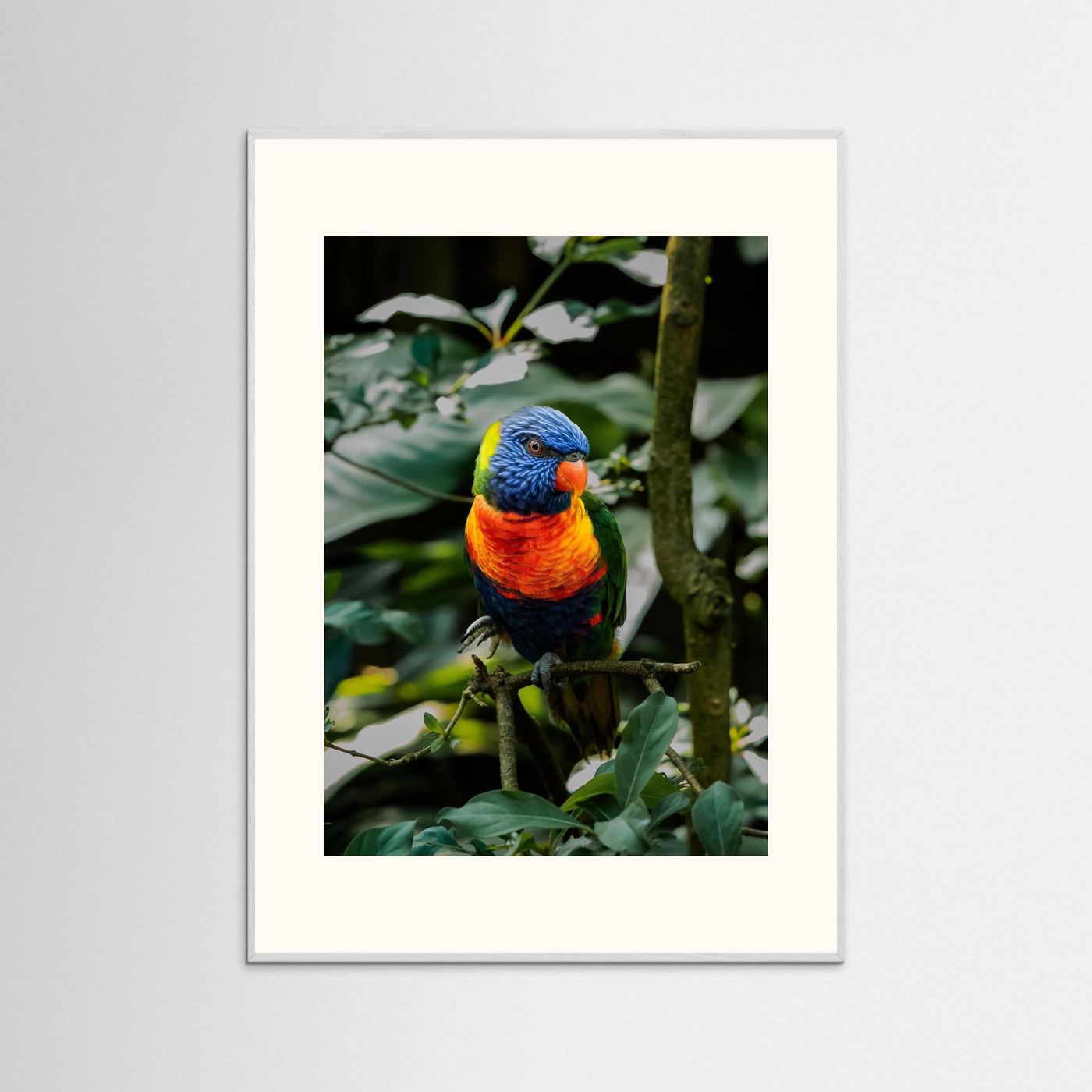 Rainbow Colored Parakeet in his natural habitat