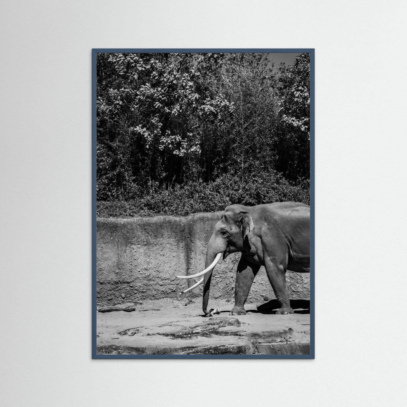 Elephant walks into the frame in black & white