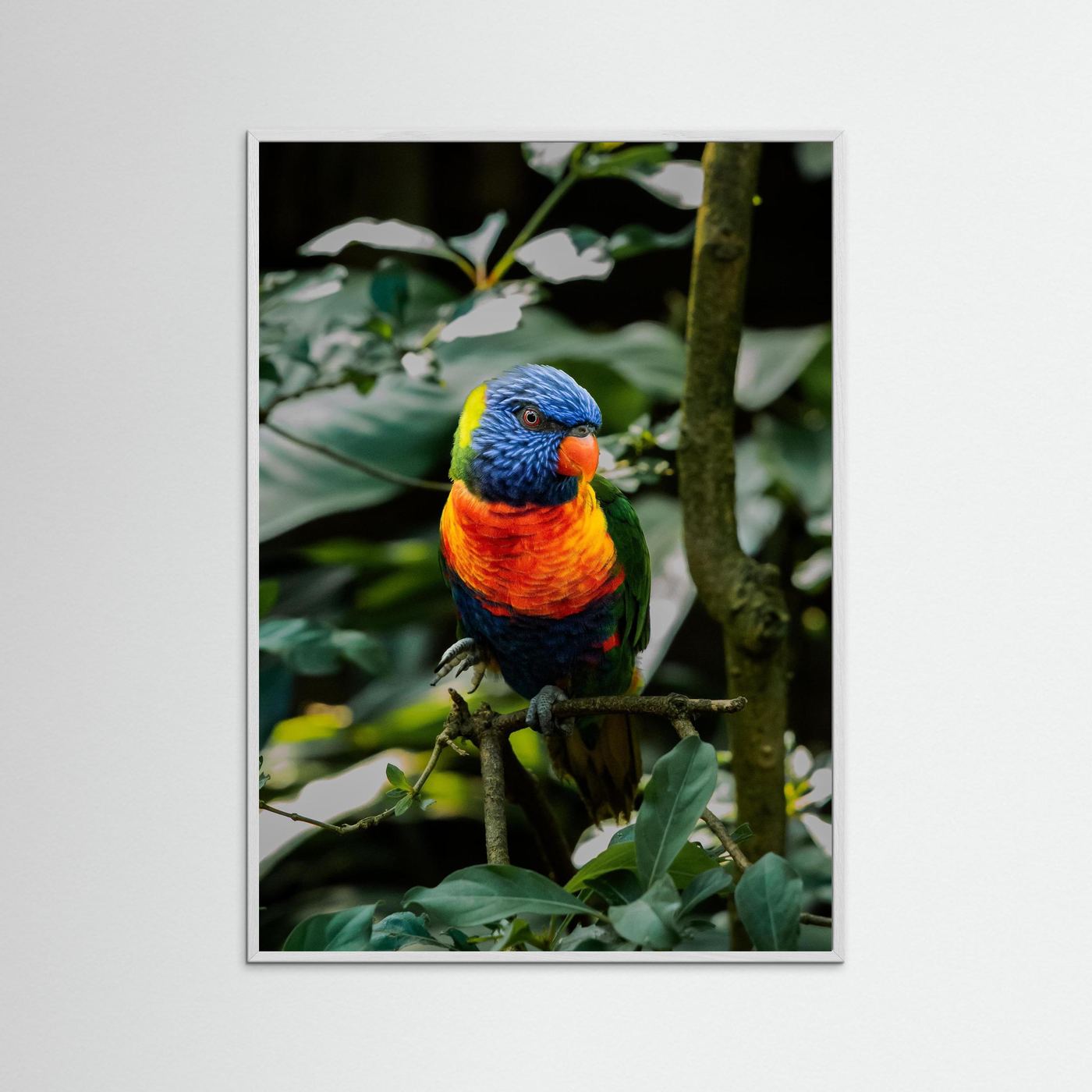 Rainbow Colored Parakeet in his natural habitat