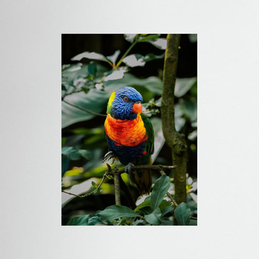 Rainbow Colored Parakeet in his natural habitat